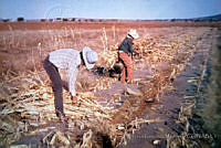 FGM0005 Zea mays.JPG