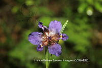 HVBR0065 Alophia drummondii.JPG