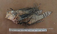 HE009 P 1548 Pez león asiático.JPG