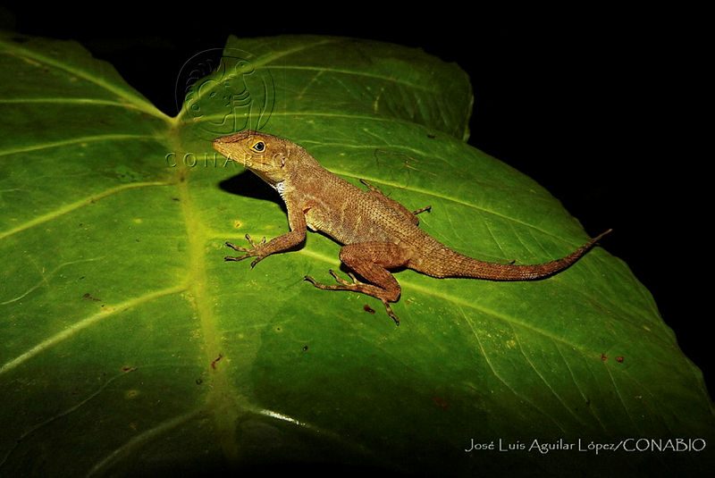 JLAL0004%20Anolis%20compressicauda.jpg.iSfVn DzMR3hj4dhQA3g0JtbmFja29CbnFuZ3NAbXJ6LGtwZQA.OwXfbdW8oA