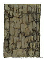 ADDLT0023 Avicennia bicolor.JPG