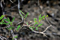 MDLLPG0089 Mimosa polyantha.jpg