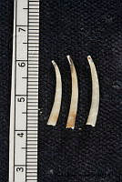 KT014 0134 Rhabdus rectius.JPG