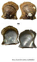 KT014 0838 Pteria sterna.JPG