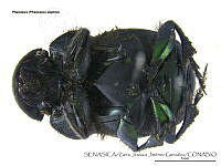 ZJJG0655 Phanaeus daphnis.jpg