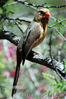 VHL0219 Cardinalis cardinalis.jpg