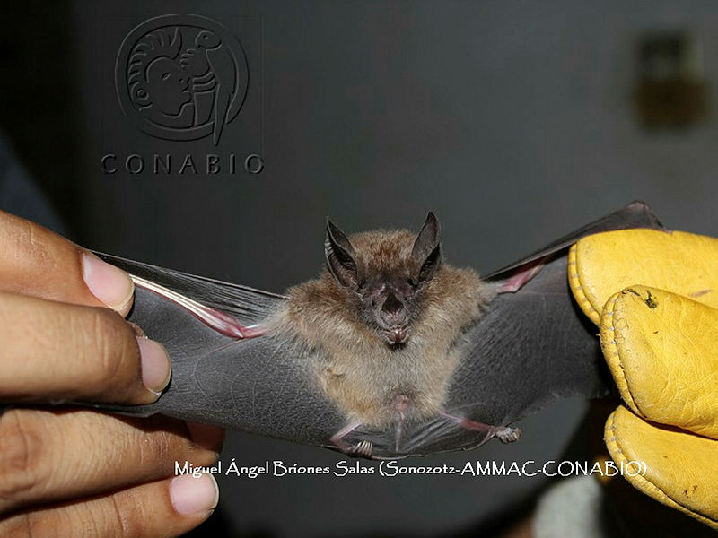 ProyME004%2002805%20Micronycteris%20microtis.jpg.kCevt7H MT3XlWdjQA3g0JtbmFja29CbnFuZ3NAbXJ6LGtwZwA.OEgE Cae0p