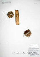 LAC1008 Escobaria vivipara.JPG