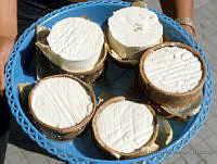 EHX0334 Zea mays.JPG