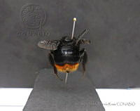 JAMR109 Bombus brachycephalus.jpg