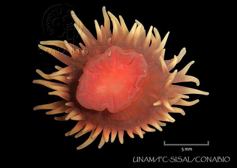 UNAM FC SISAL 0200%20Anemonia%20sargassensis.jpg.jSeq1fz0MY2xA4thQA3g0JtbmFja29CbnFuZ3NAbXJ6LGtwZwA.upzS9bw3WJ