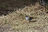 IMDOC0378 Junco phaeonotus.jpg