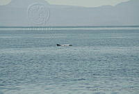 GEA0246 Kogia breviceps.jpg