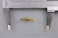 RQTG0547 Poeciliopsis infans.jpg