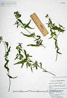 JMFM002 Dicliptera resupinata.JPG