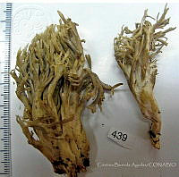 CBA0168 Clavulina cinerea.JPG