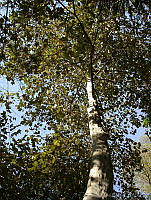 CGL1812 Platanus sp..jpg