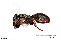 ME006 Hormi 0208 Cephalotes minutus.jpg