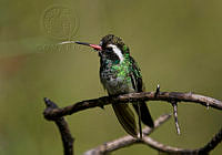 9. Colibrí Zafiro (Hylocharis leucotis)_MiguelASicilia.jpg