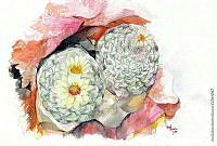 JMRM0017 Strombocactus disciformis.jpg