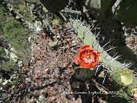 RGT006 Opuntia tomentosa.JPG