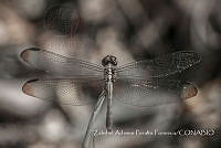ZAPF0152 Erythrodiplax sp..jpg