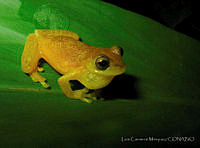 LCM0169 Exerodonta melanomma.jpg
