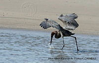 AAKVDH 0457 Egretta rufescens.JPG