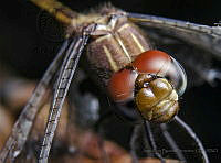 JAFH03 Perithemis sp..jpg