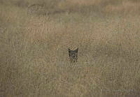 RP02 Lynx rufus.jpg