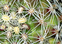 OTVHK040-896 Tallo Mammillaria napina.TIF