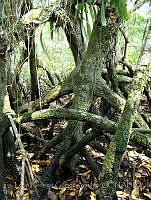 LRGA027 Rhizophora mangle.jpg