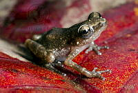 VHL0483 Eleutherodactylus teretistes.jpg