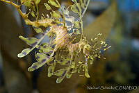 MS0164 Phycodurus eques.jpg