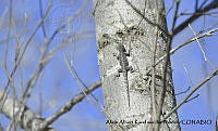 AAKVDH 0454 Urosaurus bicarinatus.JPG