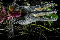 LJS09 Crocodylus moreletii.jpg