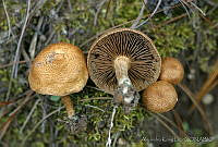 AKL0025 Inocybe dulcamara.jpg
