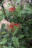 CGL4953 Calliandra grandiflora.jpg
