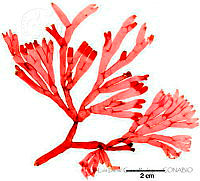 LDGR065 Pyropia thuretii.jpg