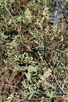 SG002 0010 Baccharis sp..jpg