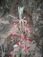 ASSA010 Oenothera suffrutescens.jpg