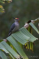 MASM02540 Melanerpes aurifrons.jpg