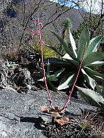 OTV2825 Echeveria sp..jpg