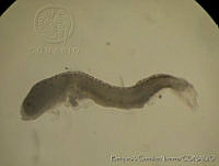 EAGN0170 Psenes sio.jpg