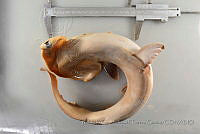 RQTG0800 Sphyrna lewini.jpg