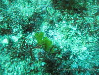 RRR0021 Dictyoptesis delicatula.JPG