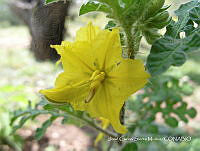 JF140 0299 Solanum rostratum.jpg