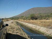 Teocintle 141 Zea mays subsp. mexicana.jpg