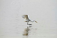 MASM07426 Ardea alba.jpg