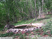 MAGB 0318 Leopardus pardalis.JPG